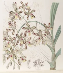 Ansellia africana